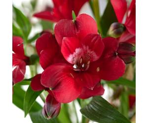 Alstroemeria 'Cardinal' 1 Jumbo Plug Plants - Peruvian Lily Hardy Perennial - Luxurious Deep Red Flowers - Long-Lasting Cut Flowers - Vibrant Summer Border & Indoor Display by Thompson and Morgan