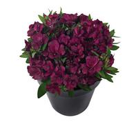 Alstroemeria Dark Purple Plug Plant Peruvian Lily