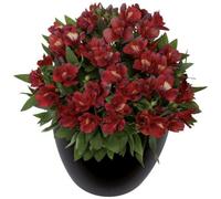 Alstroemeria Doba Plug Plant Peruvian Lily