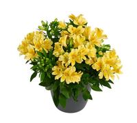 Alstroemeria Havana Plug Plant Peruvian Lily