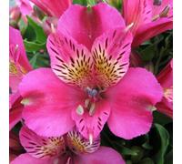 Alstroemeria Inca Goal Plug Plant Hardy Perennial