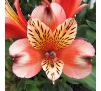 Alstroemeria Inca Husky Plug Plant Hardy Perennial
