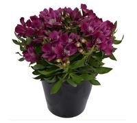 Alstroemeria Inca Noble Plug Plant Hardy Perennial