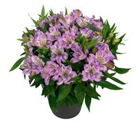 Alstroemeria Inca Ocean Plug Plant Hardy Perennial