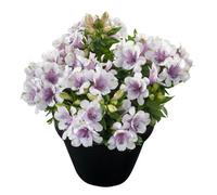 Alstroemeria Moonlight Plug Plant Peruvian Lily
