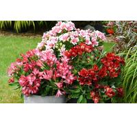 Alstroemeria Pink Passion Plants: 12 Plants