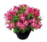 Alstroemeria Romance Plug Plant Hardy Perennial