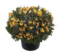 Alstroemeria Summer Breeze Plug Plant Perennial Plant