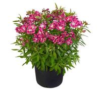 Alstroemeria Summer Chic Plug Plant Perennial Plant