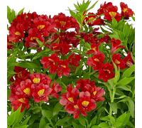 Alstroemeria 'Summer Pepper'. 2L Plant. Red with Yellow flowers. Peruvian Lily. Available from Bedwen Plants.