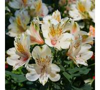 Alstroemeria 'Summer Snow'. 5cm Plant x 2. Creamy White flowers with brown, yellow markings. Peruvian Lily. Available from Bedwen Plants.