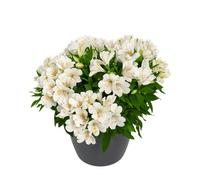 Alstroemeria Sunburst 9Cm Potted Peruvian Lily