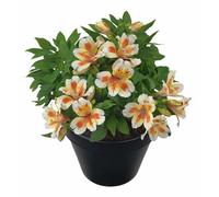 Alstroemeria Sunset Plug Plant Peruvian Lily
