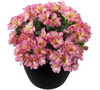 Alstroemeria Sunshine Plug Plant Peruvian Lily