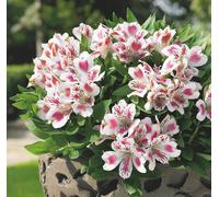 Alstroemeria White Pink Blush Plug Plant Peruvian Lily