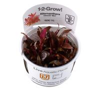(Alternanthera reineckii Mini Medium Foreground) Tropica Foreground Live Aquarium Plants Aquascape Tissue Culture Tank