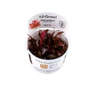 Alternanthera reineckii mini Tropica 1-2-Grow InVitro Aquarium Plant Shrimp Safe