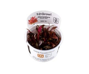Alternanthera reineckii mini Tropica 1-2-Grow InVitro Aquarium Plant Shrimp Safe