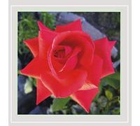 Always Remember to Kiss Me Good Night