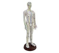 Amagogo 21.2inch Tall Acupuncture Model with English Points Teaching Aid Human Body Model, Male