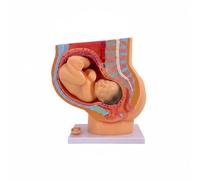 Amagogo Education Aid Embryonic Growth Model Fetal Development Uterus Medical Teaching Educational Tool For precision in presenting fetal