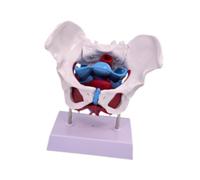 Amagogo Female Pelvis Model Professional Practical Educational Equipment Female Skeleton Model, Style C