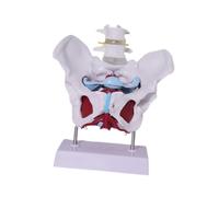 Amagogo Female Pelvis Model Professional Practical Educational Equipment Female Skeleton Model, Style D