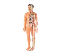 Amagogo Human Body Model Kids Toy, Removable Organs, Skeleton Model Kids Human Torso Organ Model for Teacher Supplies Home, Translucent