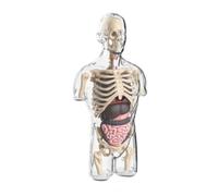 Amagogo Human Model Human Body Model Skeleton Model Physiology Model With Transparent Structure And Visible Organs Made Of Suitable for Classroom Teaching Lab Demonstration