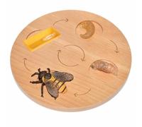 Amagogo Realistic Life Cycle Learning Toy | Hands-on, Interactive, Life Cycle Board, for Homeschool, Playroom, Teachers, Style H