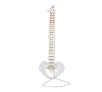 Amagogo Spine Human Spinal Column Model Pelvis Skeleton With Rotating Joints Color Coded Regions PVC On Upright Stand suitable for medical schools physical therapy guidance office display