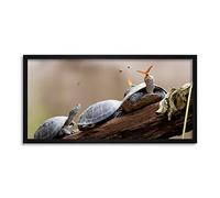 Amalavida Ecuador Butterfly Drinking Turtle Tears Photo Framed Wall Art Print Long 25X12 Inch