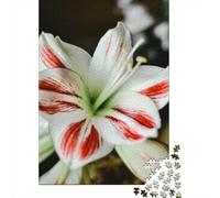 Amaryllis Flower Close-Up Jigsaw Puzzle for Adults, 1000 Pieces, 52x38cm/1000pcs; Relaxed Solo Time at Home; White Cardboard with Reduced Dust