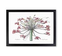 Amaryllis Josephine Flowers by Pierre-Joseph Redoute Framed Print | A2 Black Framed Wall Art | Ready to Hang | Modern Floral Picture | Living Room Bedroom Lounge Office