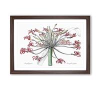 Amaryllis Josephine Flowers by Pierre-Joseph Redoute Framed Print | A2 Walnut Framed Wall Art | Ready to Hang | Modern Floral Picture | Living Room Bedroom Lounge Office