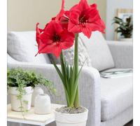 Amaryllis Pleasure Deep Pink-Lavender Blooms Easy Grow Winter Houseplant Bulb 1X Thompson & Morgan