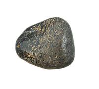 Amaryllis Tumbled Stone Dinosaur Bone Pack of 1 Jumbo