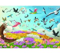 Amazing Birds
