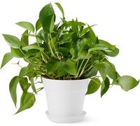 Amazon Basics Plant Pots, 20.3 cm, White, 1-Pack