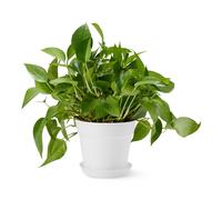 Amazon Basics Plant Pots, 20.3 cm, White, 1-Pack White