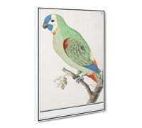 Amazon Parrot By A.B. De Boodt Canvas Print | Gallery Wrapped 30mm Frame Wall Art | 24x16 inches | Ready to Hang | Retro Animals Picture | Living Room Bedroom Lounge Office
