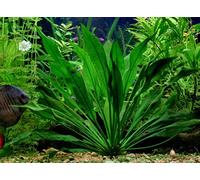 AMAZON SWORD - Echinodorus Amazonicus x3 plants - Live aquarium plant