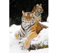 AMBATTERY Craft Kits For Adults Tiger Animal In Snow Latch Hook Rug For Yourself Knotting Set Adults With Hooks Diy Carpet Make Yourself At Home Office Front Door 21x29in