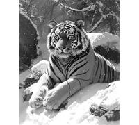 AMBATTERY Diy Latch Hook Rug Kits Black And White Tiger Animal Printed Canvas Crochet Needlework Diy Craft Rug Cushion Mat Tapestry Knitting Kits For Adults With Instructions 31x45in