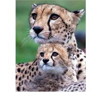 AMBATTERY DIY Latch Hook Rug Kits Leopard Animal Portrait DIY Latch Hook Kit for Adults Beginners,Cross Stitch Set Carpet Making Cushion Needlework Embroidery Craft Kits Cushion 31x63in