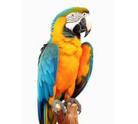 AMBATTERY Latch Hook Craft Kits Colorful Parrot Animal Latch Hook Rug Kits For Adults Yourself Knotting Set With Hooks Diy Carpet Make Tapestry Home Doormat 35x46in