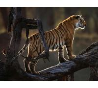 AMBATTERY Latch Hook Craft Kits Tiger On Tree Photo Latch Hook Rug Cross Stitch Embroidery Diy Set，Diy Tools For Beginners，Adults，For Diy Knotting Rug 21x29in