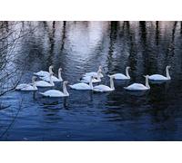 AMBATTERY Latch Hook Craft Kits White Swan Animal Handmade Self Knotting Set,Diy Tapestry Kits For Adults Cushion Large Latch Hook Tapestry Pre-Printed Pattern Rug Embroidery Craft 31x45in