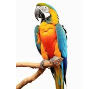 AMBATTERY Latch Hook Kits Rugs Colorful Parrot Animal Rug Making Kits Diy Latch Hook For Beginners Adults Home Decoration Tapestry Kit Cushion Cover 23x35in