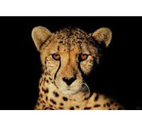 AMBATTERY Latch Hook Kits Rugs Wild Cheetah Animal Latch Hook Rug Kits,Crochet Kit For Beginners,Rug Making Kits,Embroidery Sofa Cushion Rug 31x45in